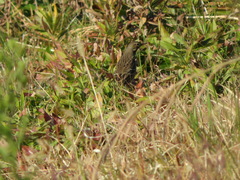 Anthus rubescens japonicus