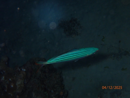 Caesio striata