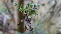 Ormocarpum bernierianum image