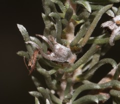 Aspalathus candidula