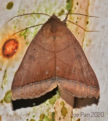 Ophiusa trapezium