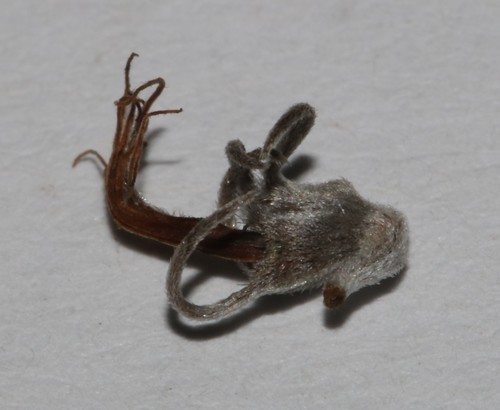 Image of Aspalathus candidula by (c) Brian du Preez, some rights reserved (CC BY-SA)
