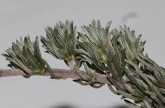 Aspalathus candidula