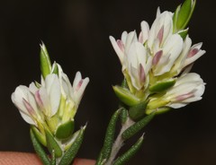 Amphithalea ciliaris