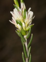 Amphithalea ciliaris
