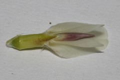 Amphithalea ciliaris