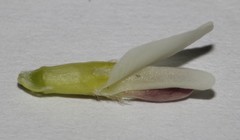 Amphithalea ciliaris