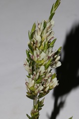 Amphithalea ciliaris