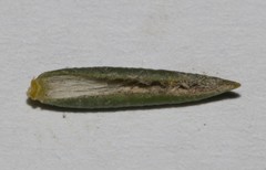 Amphithalea ciliaris