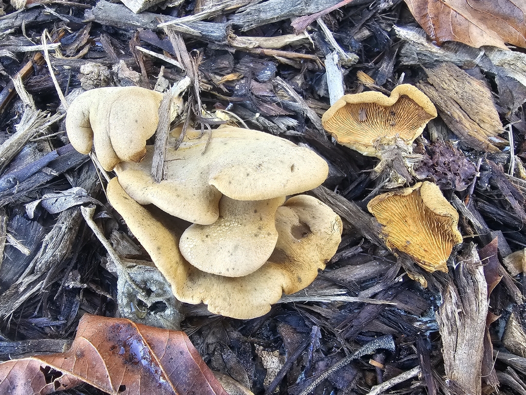 Tapinella panuoides · December 2025 · photo: © isaac_krone (iNaturalist, cc-by)