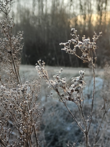 Meadowsweet