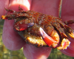 Eurynolambrus australis