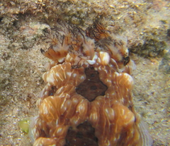 Dendrodoris krusensternii