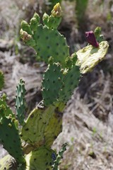Opuntia stricta stricta