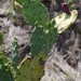 Shell Mound Pricklypear - Photo (c) Craig Peter, some rights reserved (CC BY-NC), uploaded by Craig Peter