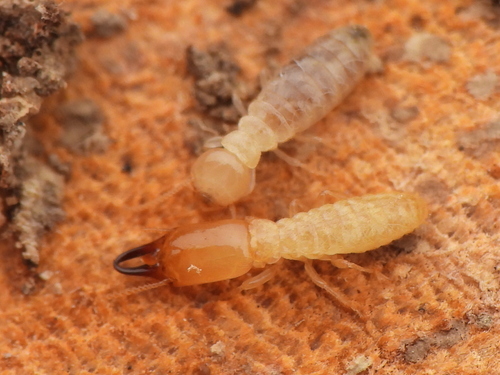 Eastern Subterranean Termite photographed in Oklahoma