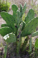 Opuntia stricta stricta