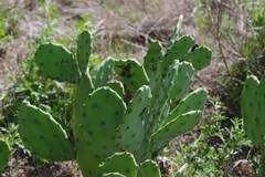 Opuntia stricta stricta