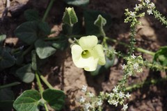 Thunbergia capensis