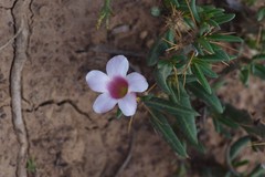 Pachypodium bispinosum
