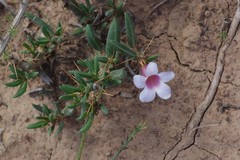 Pachypodium bispinosum