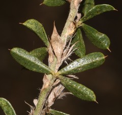 Psoralea pungens
