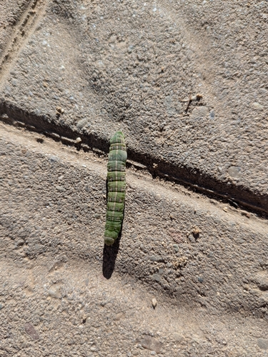 iNaturalist observation photo of Cutworm Moths and Allies