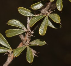 Psoralea pungens