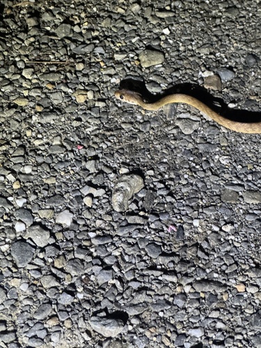 Brown Tree Snake sighting