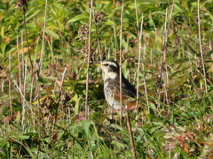 Turdus eunomus