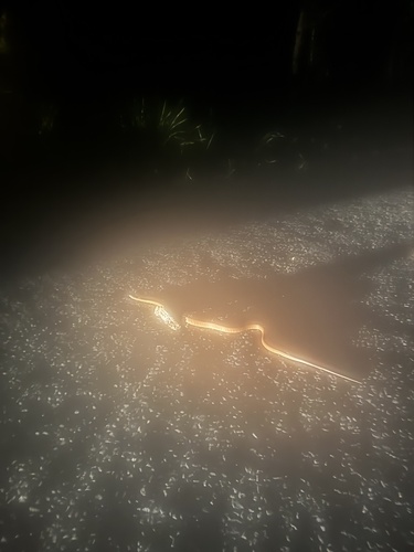 Brown Tree Snake sighting