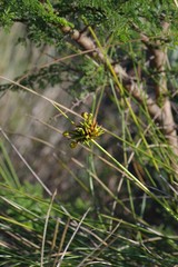 Bobartia orientalis