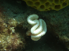 Sycozoa cerebriformis