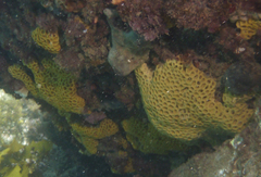 Holopsamma laminaefavosa