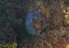 Clavelina moluccensis