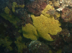Holopsamma laminaefavosa