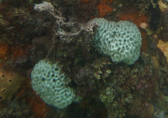 Holopsamma laminaefavosa