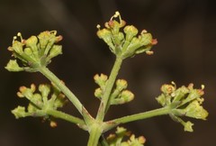 Notobubon collinum
