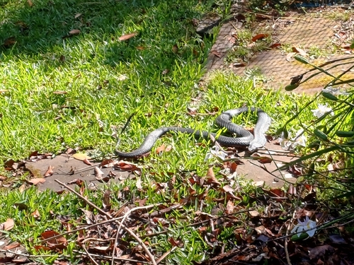 Red-bellied Black Snake sighting