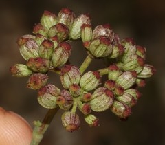 Notobubon collinum