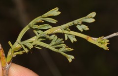 Notobubon collinum
