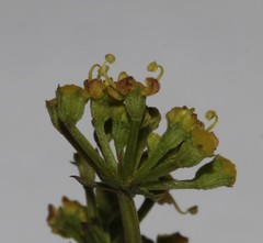 Notobubon collinum