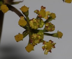Notobubon collinum