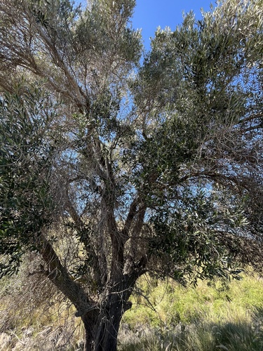 Olea europaea observed 2025-12-13