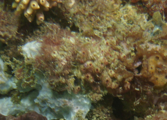 Stolonica australis