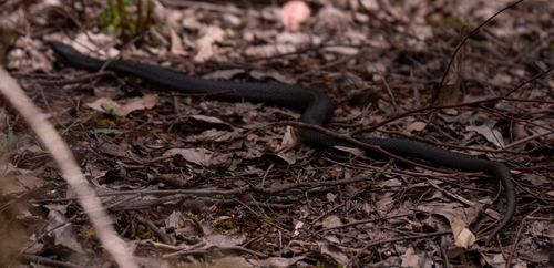 Tiger Snake sighting