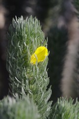 Aspalathus argyrophanes