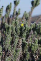 Aspalathus argyrophanes