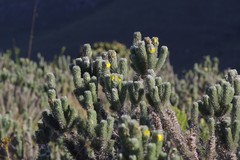 Aspalathus argyrophanes