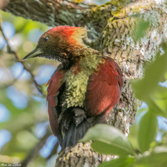 Chrysophlegma miniaceum